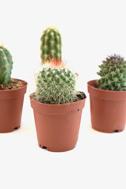 Miniature Cactus Plants 2" Pot