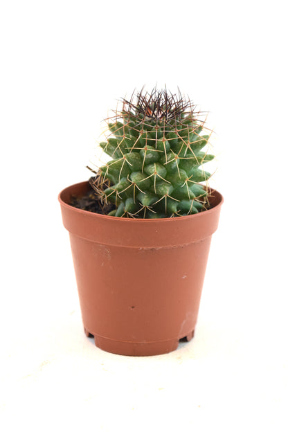 Miniature Cactus Plants 2" Pot