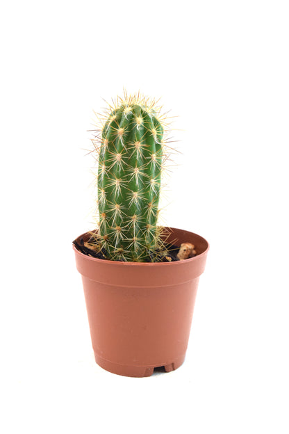 Miniature Cactus Plants 2" Pot