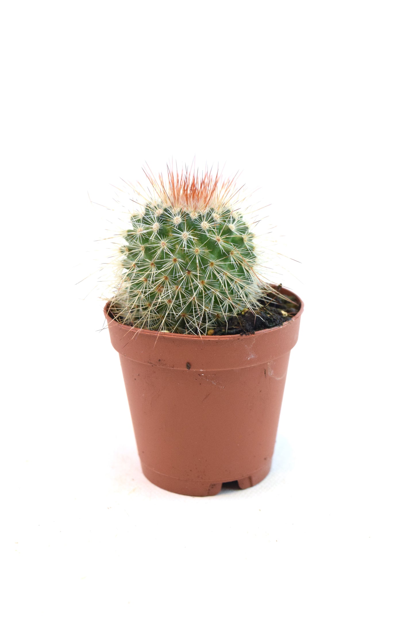 Miniature Cactus Plants 2" Pot