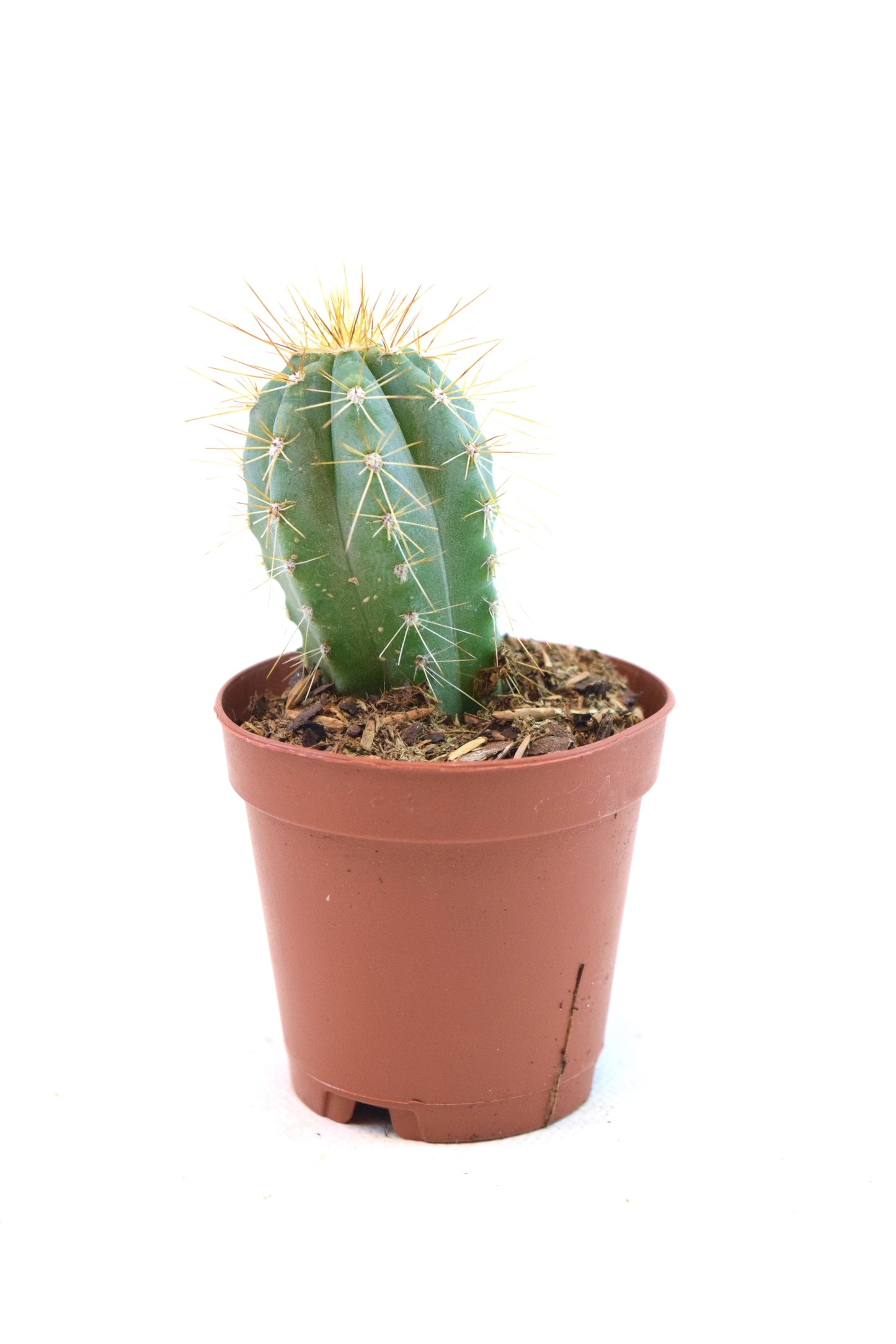 Miniature Cactus Plants 2" Pot