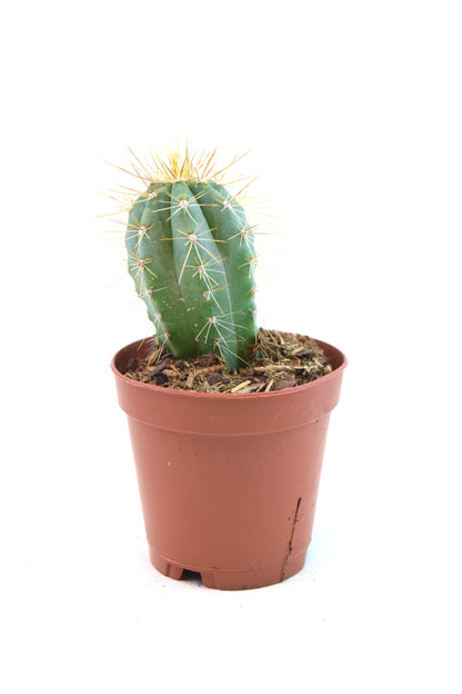 Miniature Cactus Plants 2" Pot