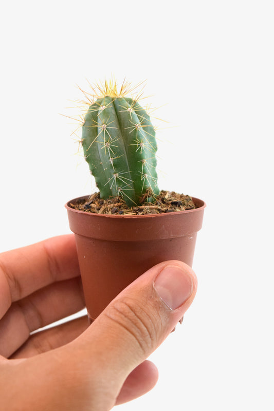 Miniature Cactus Plants 2" Pot