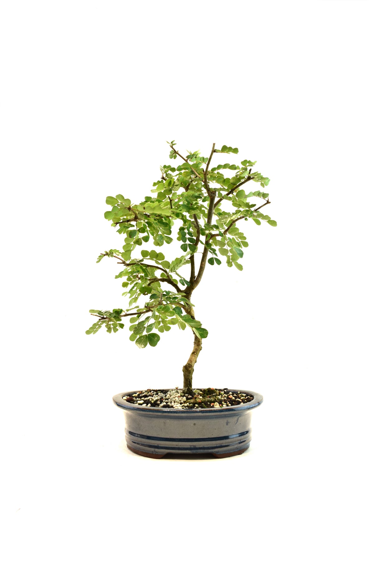 Campache Ceramic 8" Pot - One of a Kind Bonsai