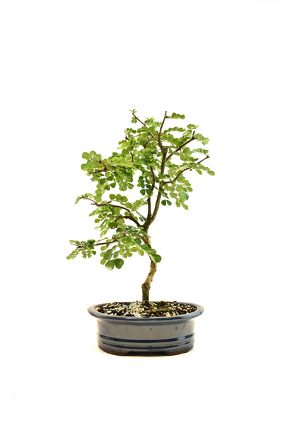Campache Ceramic 8" Pot - One of a Kind Bonsai