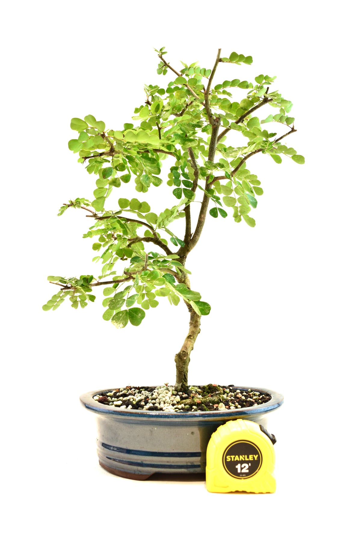 Campache Ceramic 8" Pot - One of a Kind Bonsai
