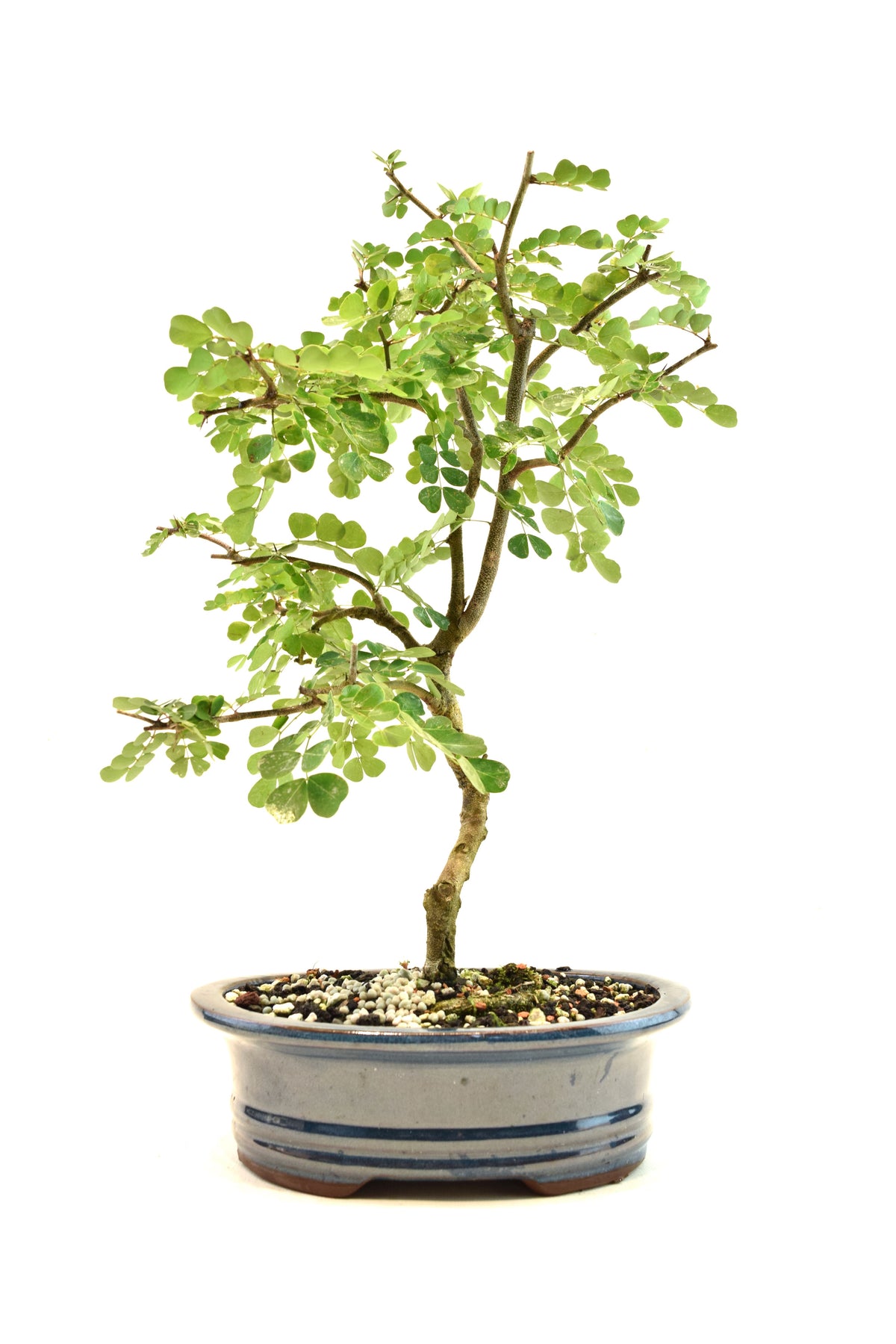 Campache Ceramic 8" Pot - One of a Kind Bonsai