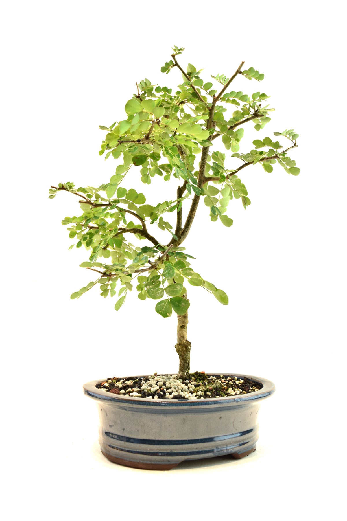 Campache Ceramic 8" Pot - One of a Kind Bonsai