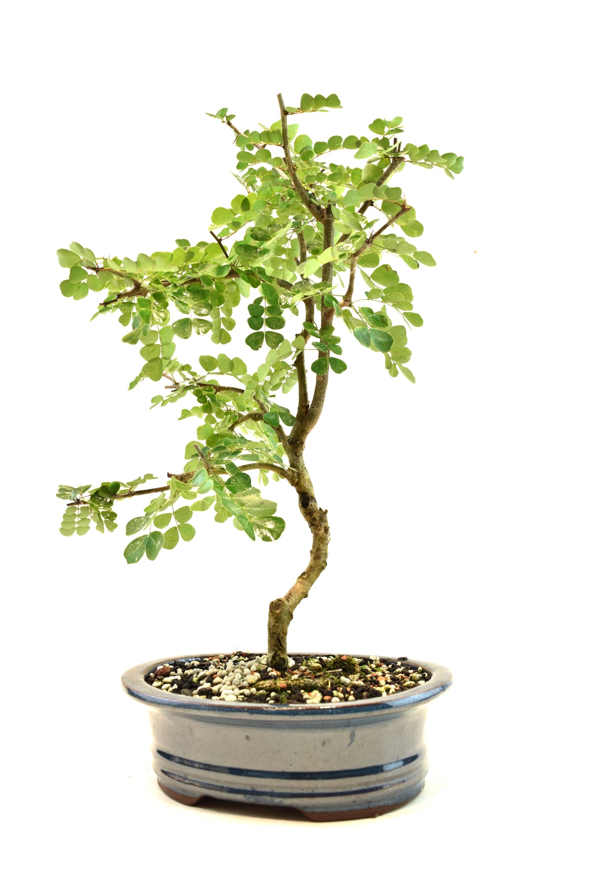 Campache Ceramic 8" Pot - One of a Kind Bonsai