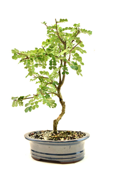 Campache Ceramic 8" Pot - One of a Kind Bonsai