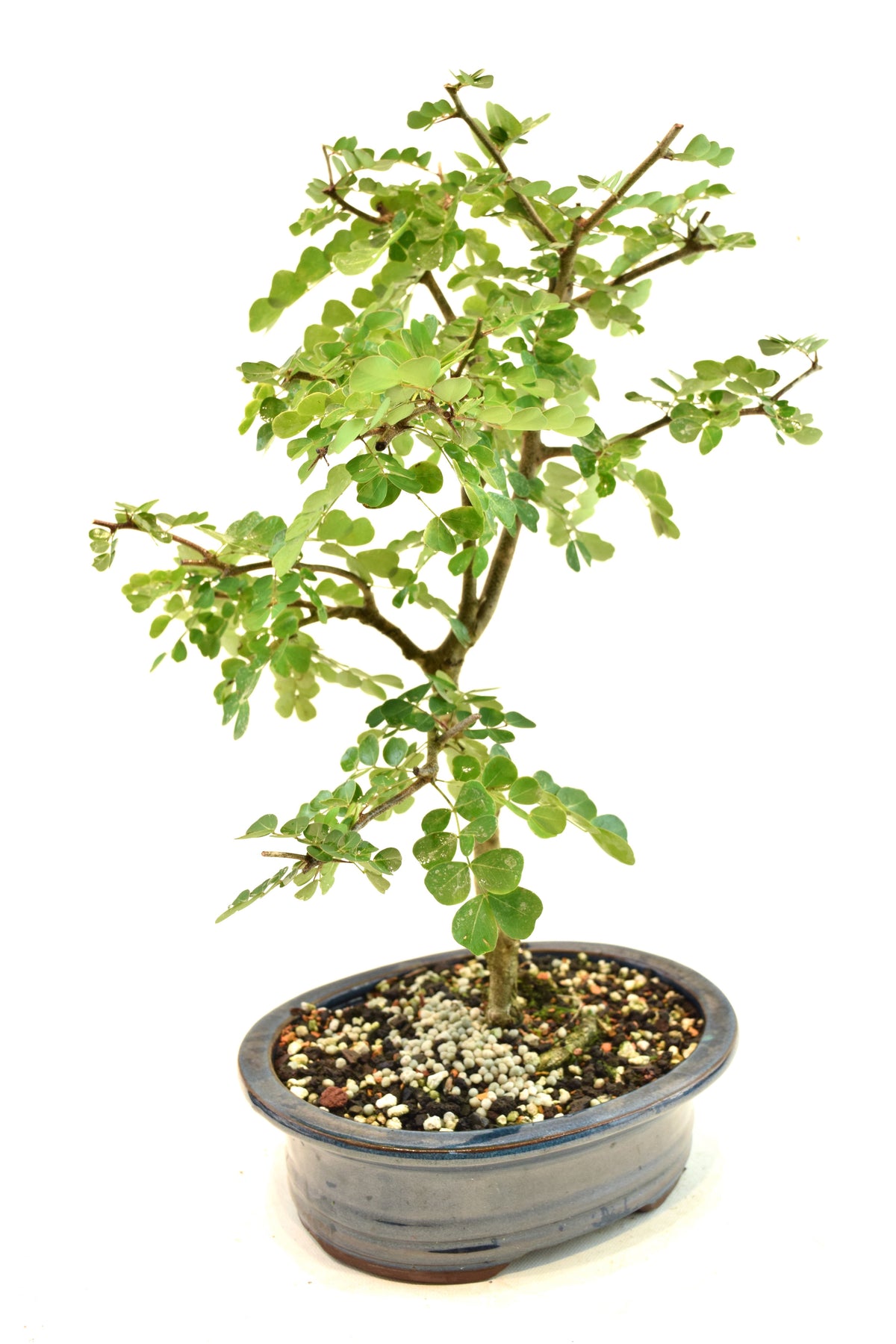 Campache Ceramic 8" Pot - One of a Kind Bonsai
