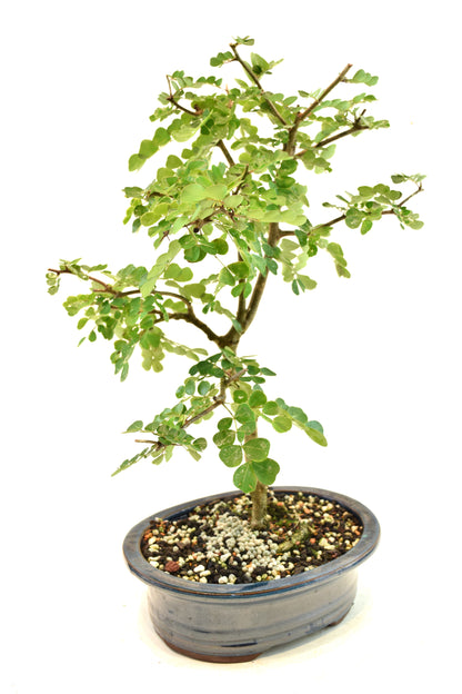 Campache Ceramic 8" Pot - One of a Kind Bonsai