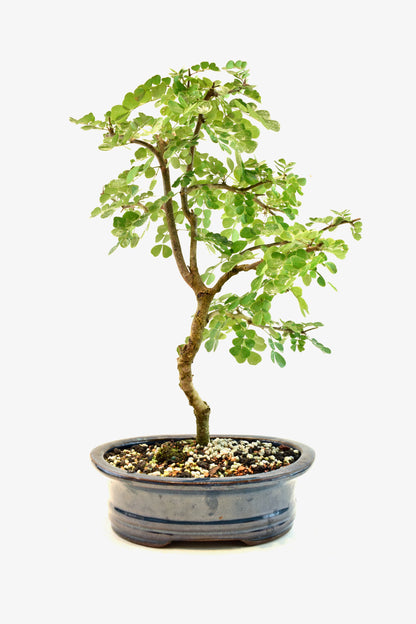 Campache Ceramic 8" Pot - One of a Kind Bonsai