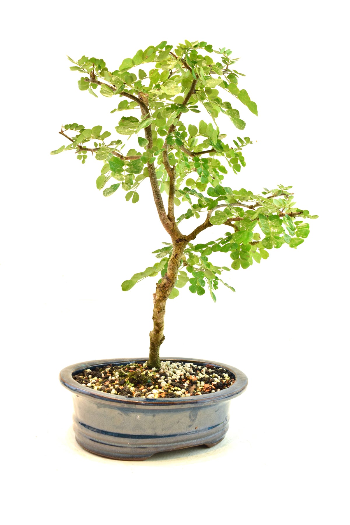 Campache Ceramic 8" Pot - One of a Kind Bonsai