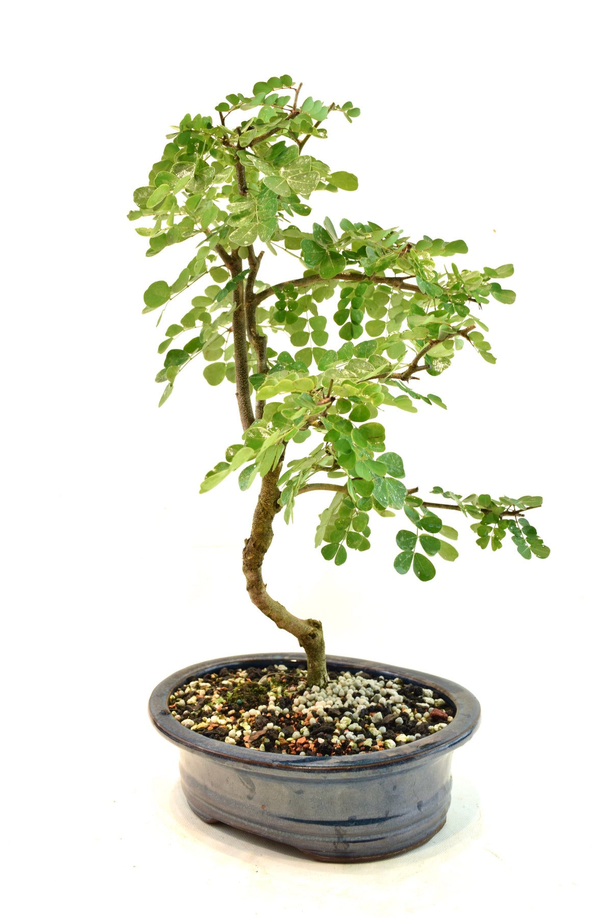Campache Ceramic 8" Pot - One of a Kind Bonsai