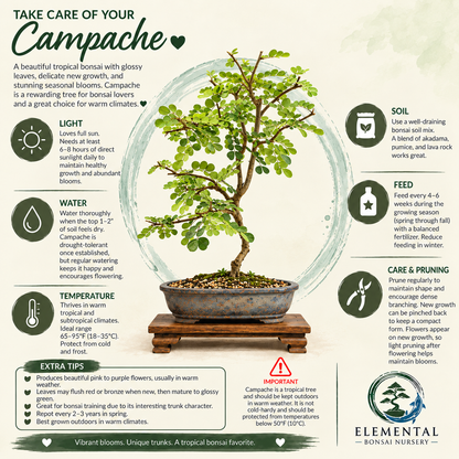 Campache Ceramic 8" Pot - One of a Kind Bonsai