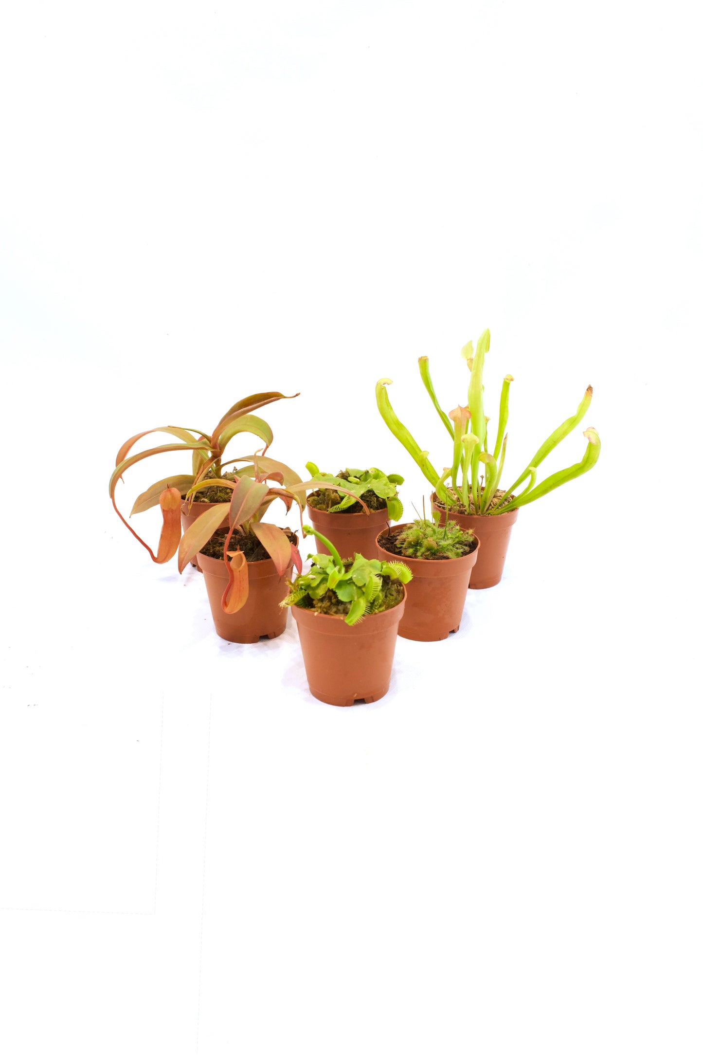 Carnivorous Plants Assorted 2"