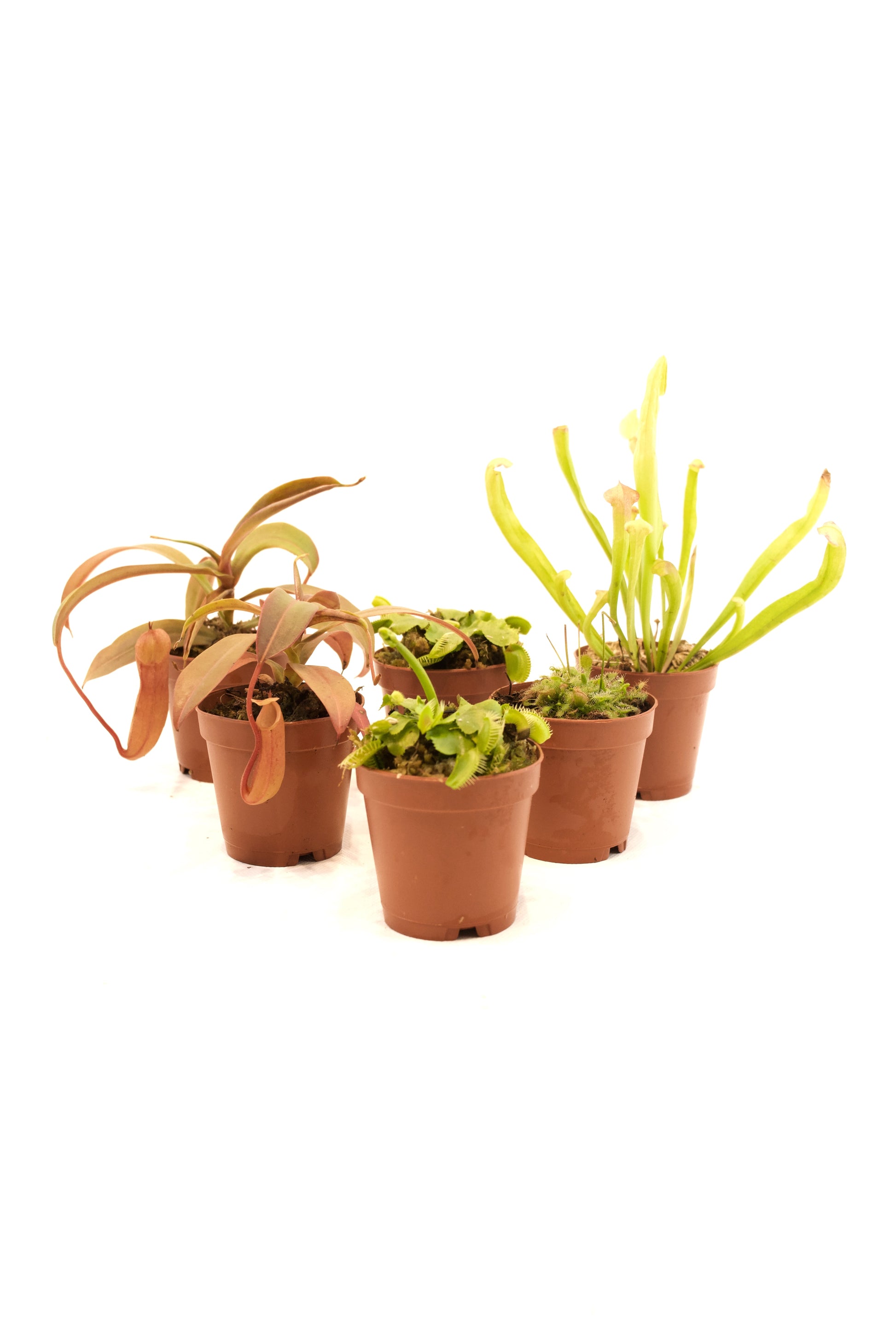 carnivorous plants indoor Shop Assorted Carnivorous Plants – Unique, Exotic & Thriving Beauties – Elemental Bonsai Nursery