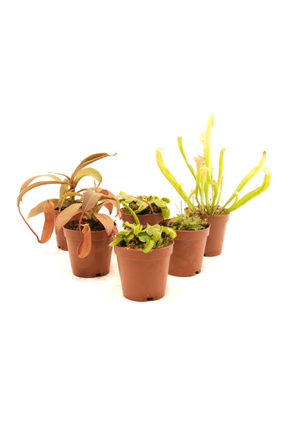 Carnivorous Plants Assorted 2"