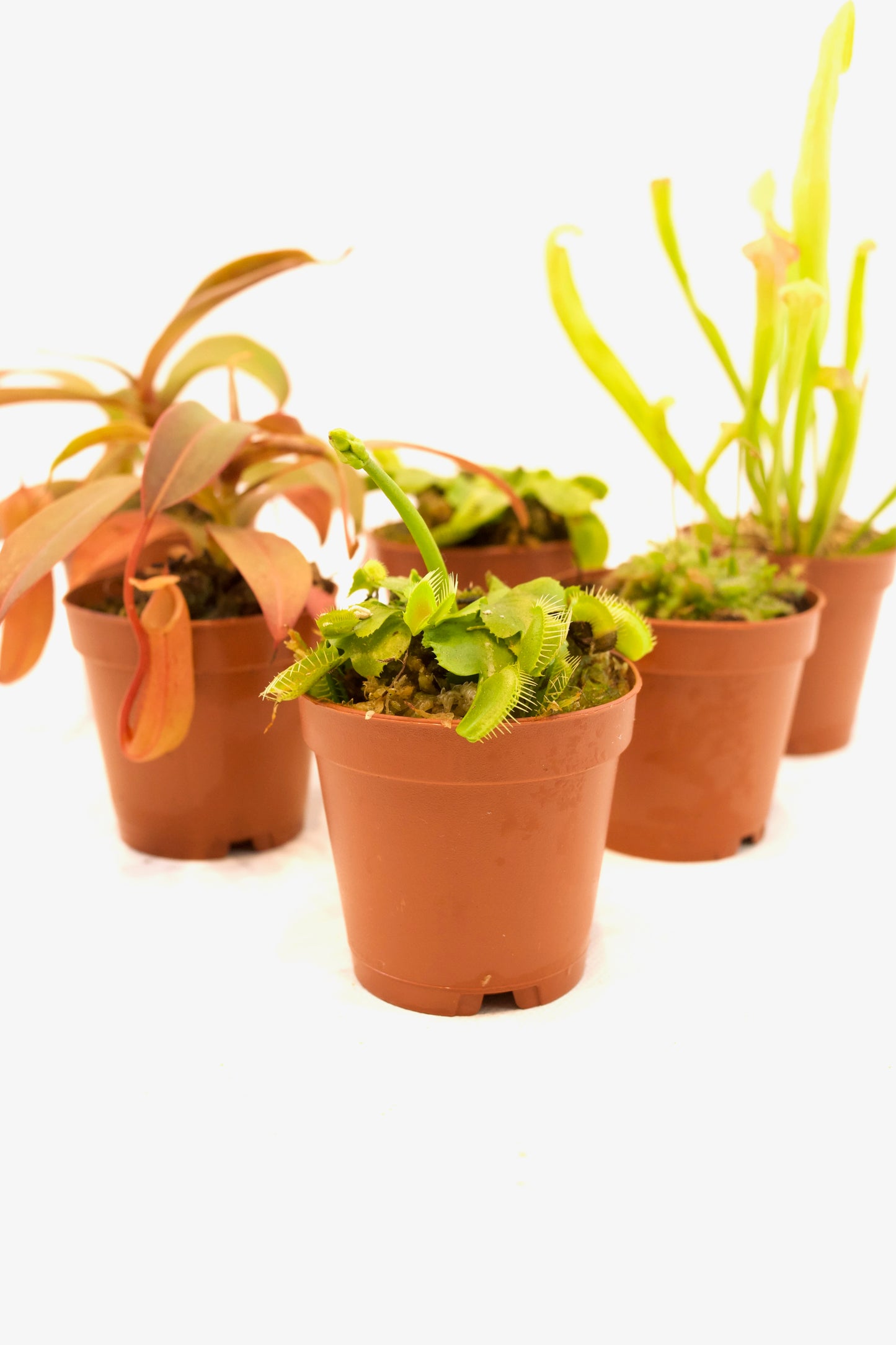 Carnivorous Plants Assorted 2"