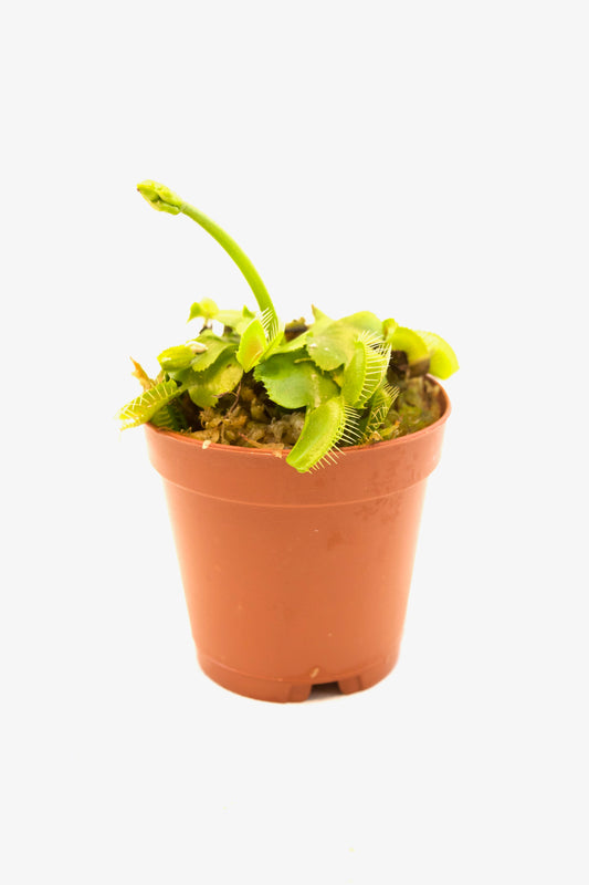 Carnivorous Plants Assorted 2"