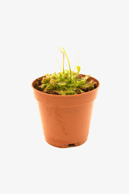 Carnivorous Plants Assorted 2"