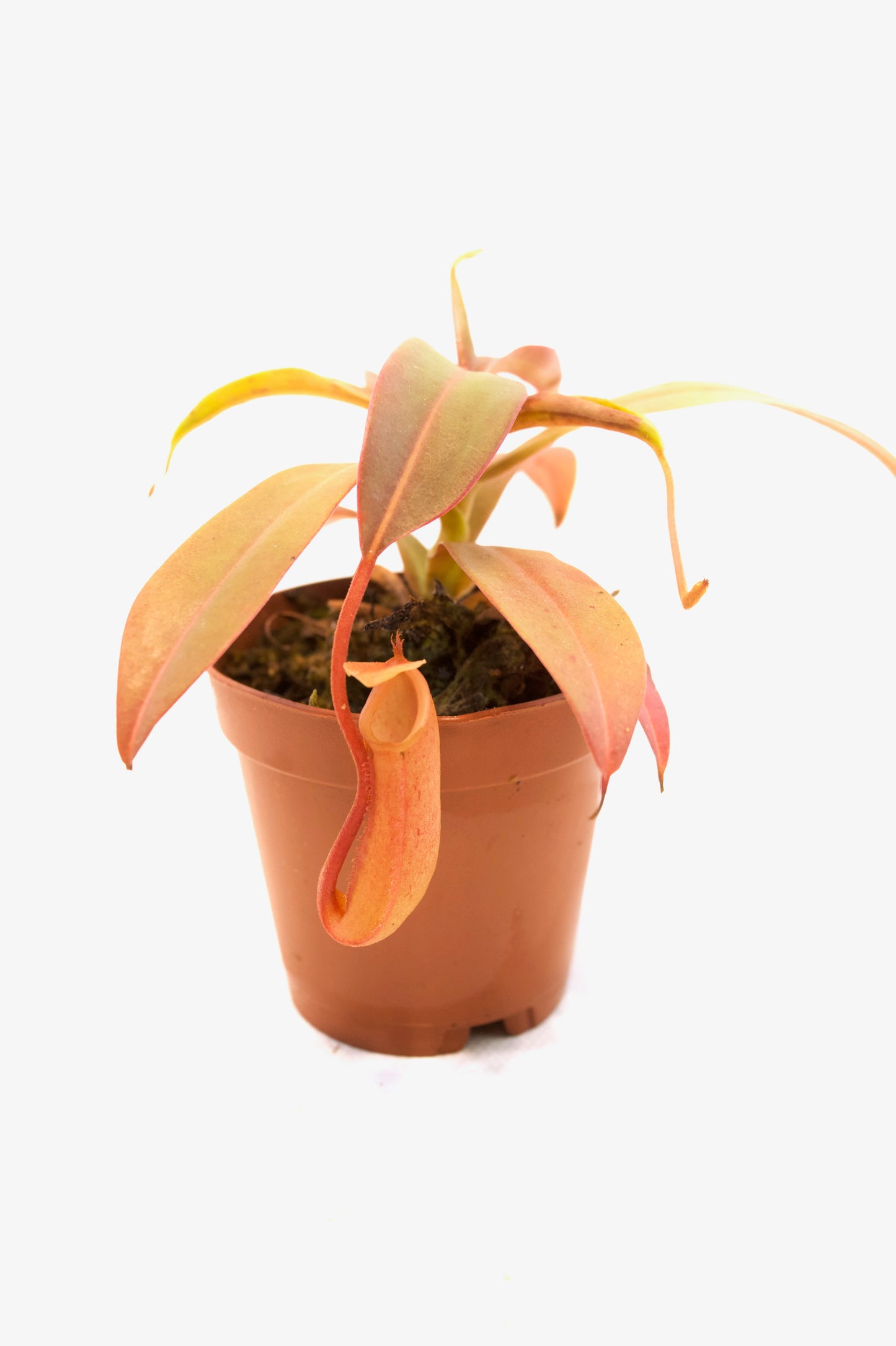 Carnivorous Plants Assorted 2"