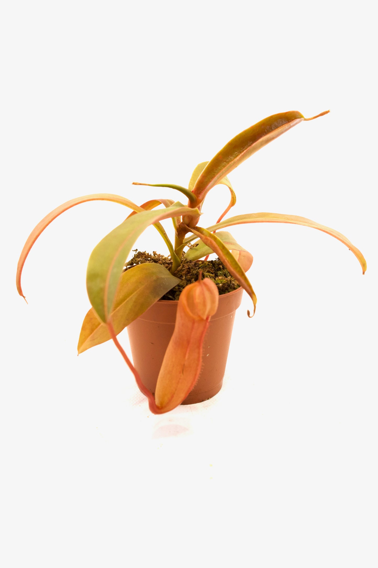 Carnivorous Plants Assorted 2"