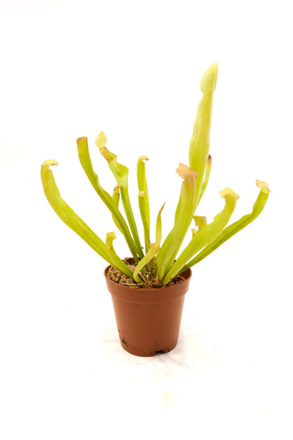 Carnivorous Plants Assorted 2"