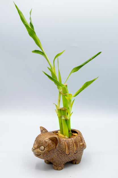 Cat Planter
