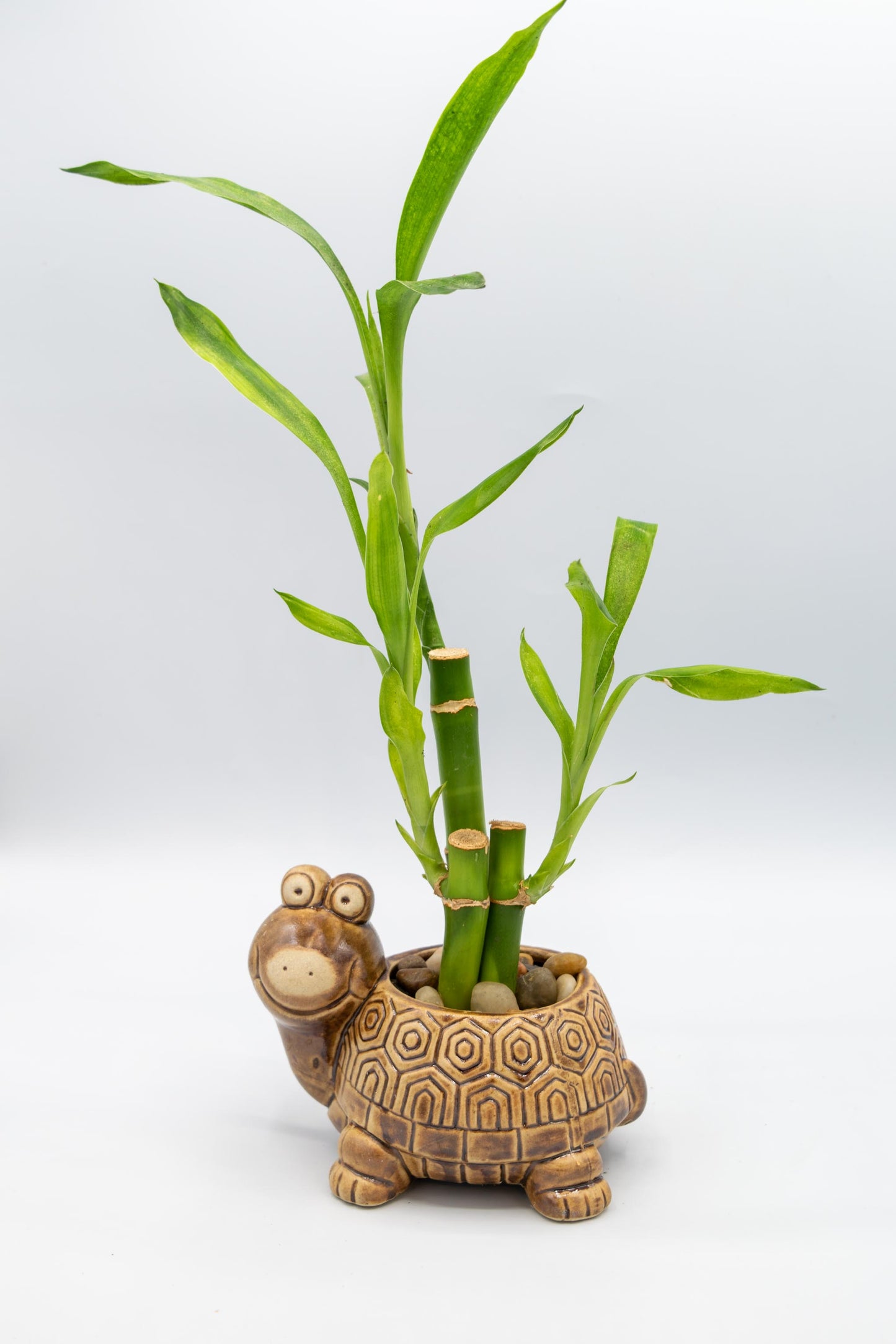 Turtle Planter