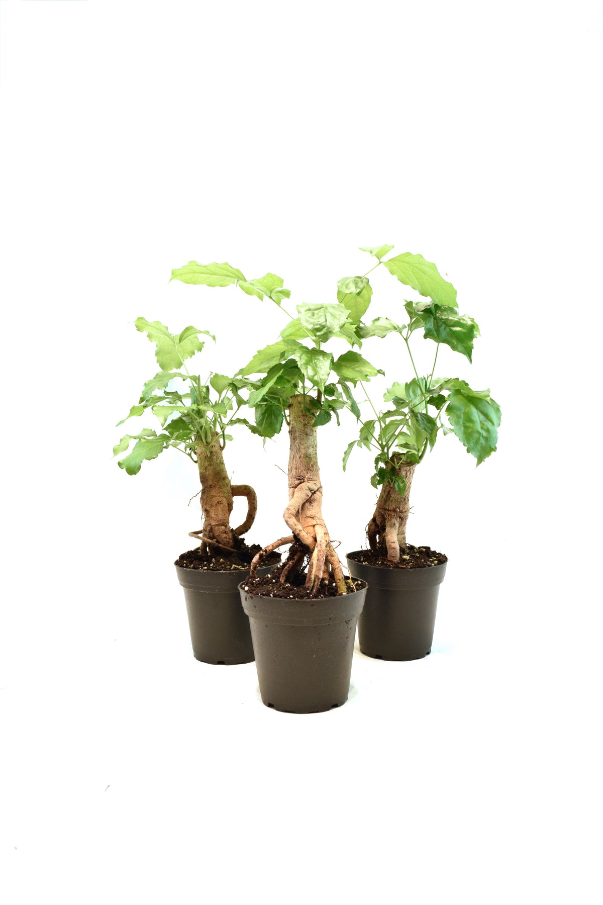 China Doll Plant in 4" Pot - Pre Bonsai