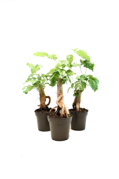 China Doll Plant in 4" Pot - Pre Bonsai