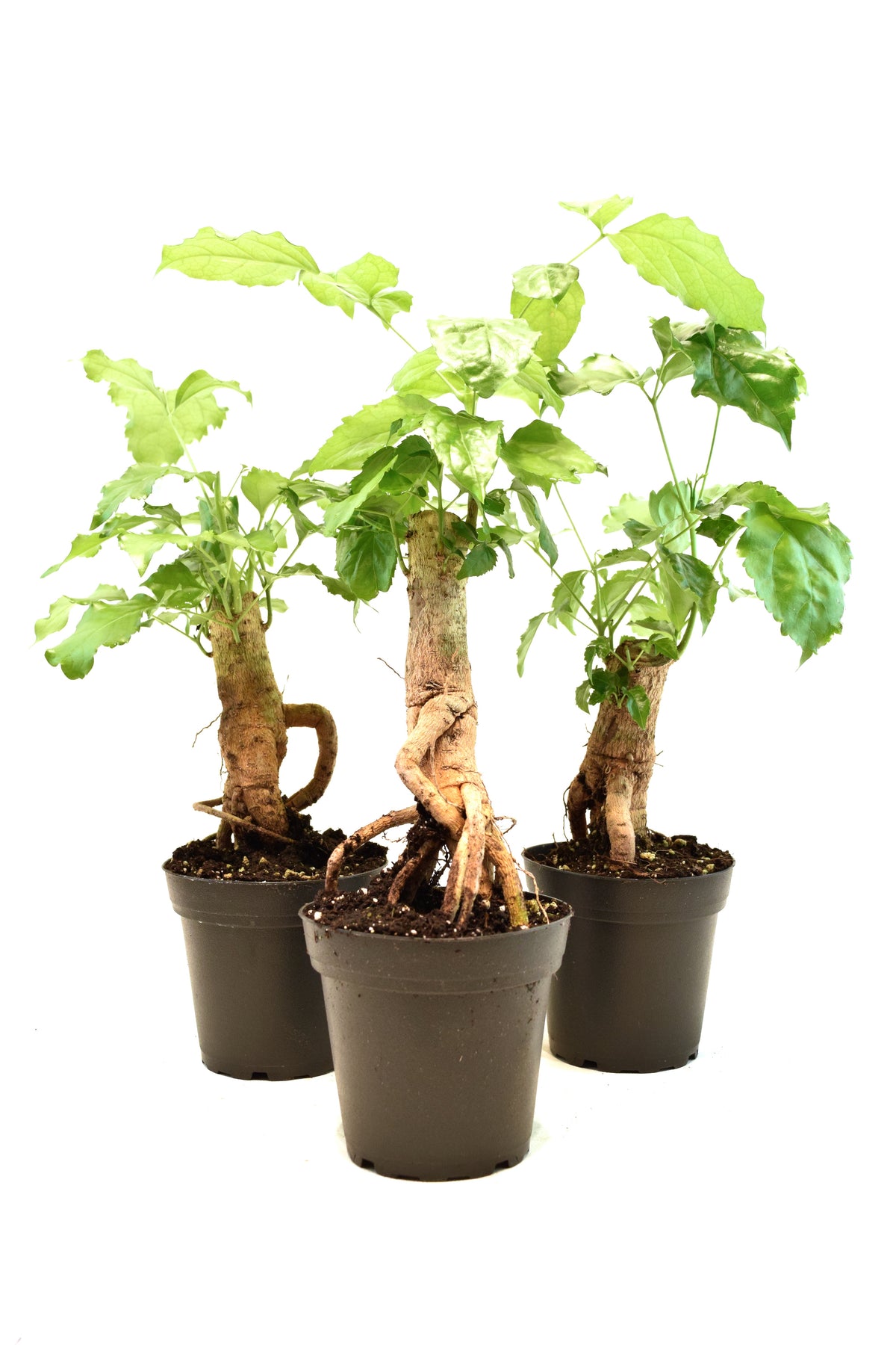 China Doll Plant in 4" Pot - Pre Bonsai