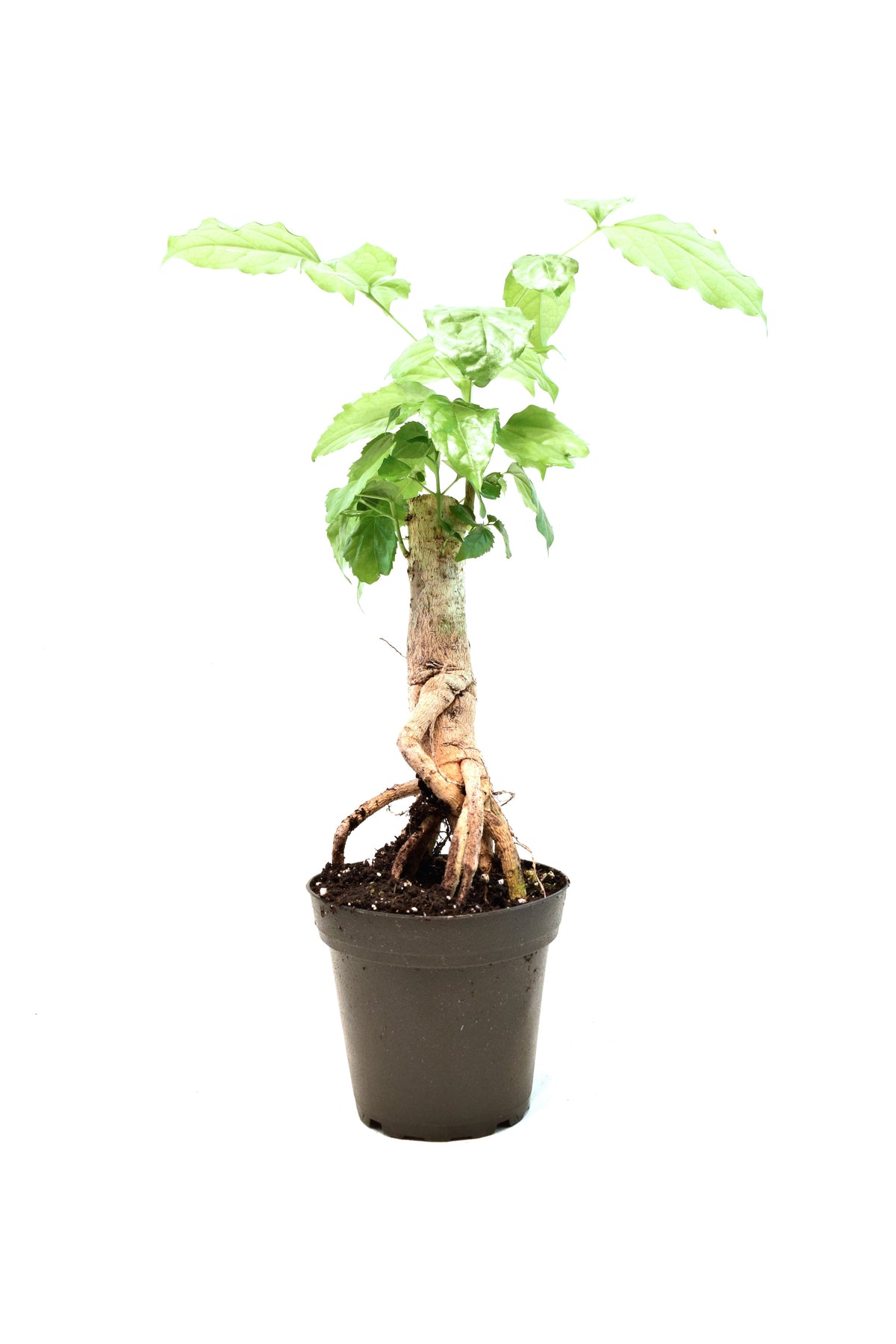 China Doll Plant in 4" Pot - Pre Bonsai