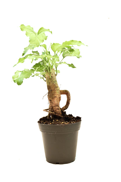 China Doll Plant in 4" Pot - Pre Bonsai