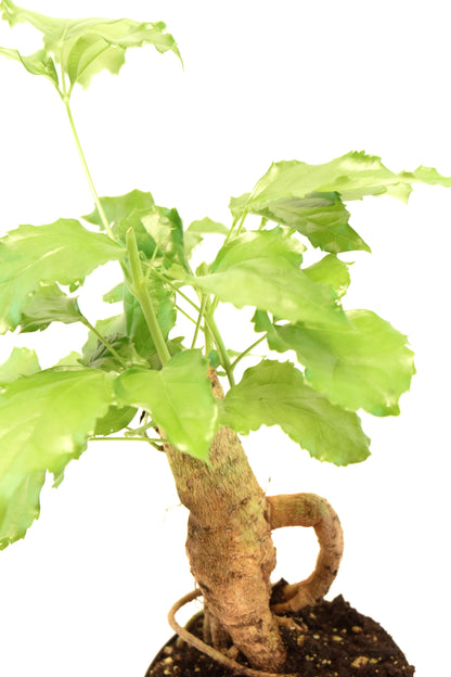 China Doll Plant in 4" Pot - Pre Bonsai