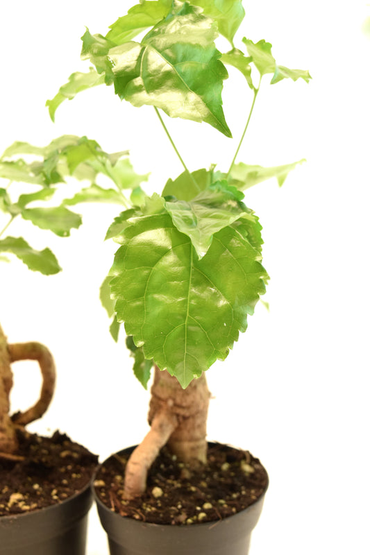 China Doll Plant in 4" Pot - Pre Bonsai