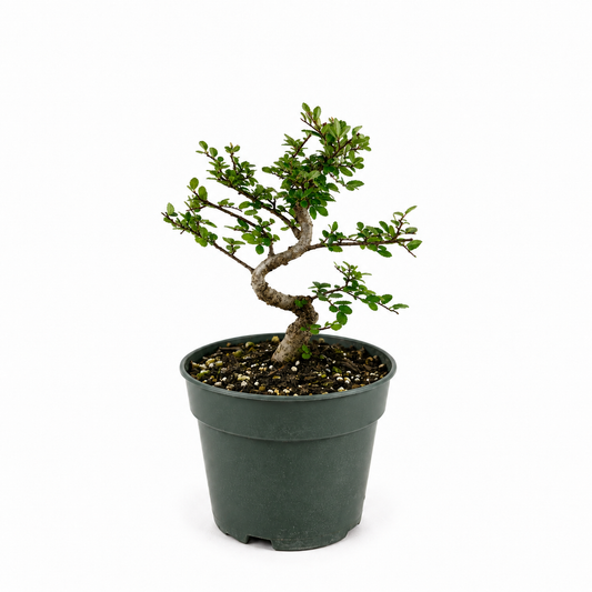 Chinese Elm Bonsai in 6" Pot - Pre Bonsai