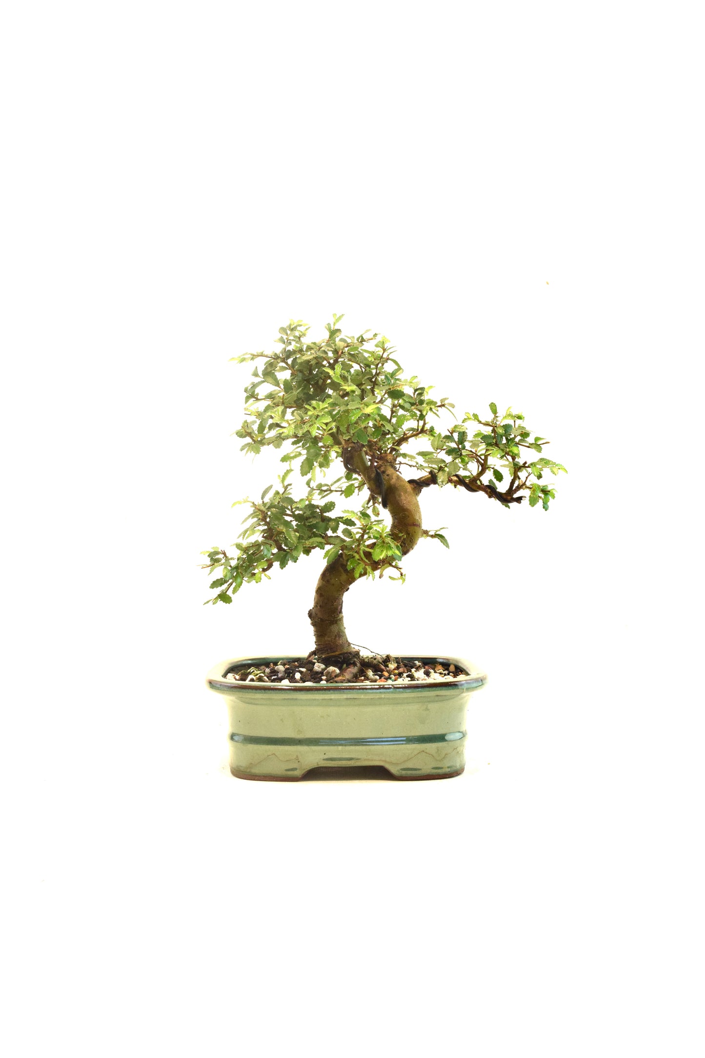 Chinese Elm Bonsai Ceramic 7.5" Pot - One of a Kind Bonsai