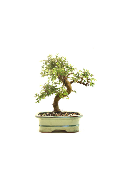 Chinese Elm Bonsai Ceramic 7.5" Pot - One of a Kind Bonsai