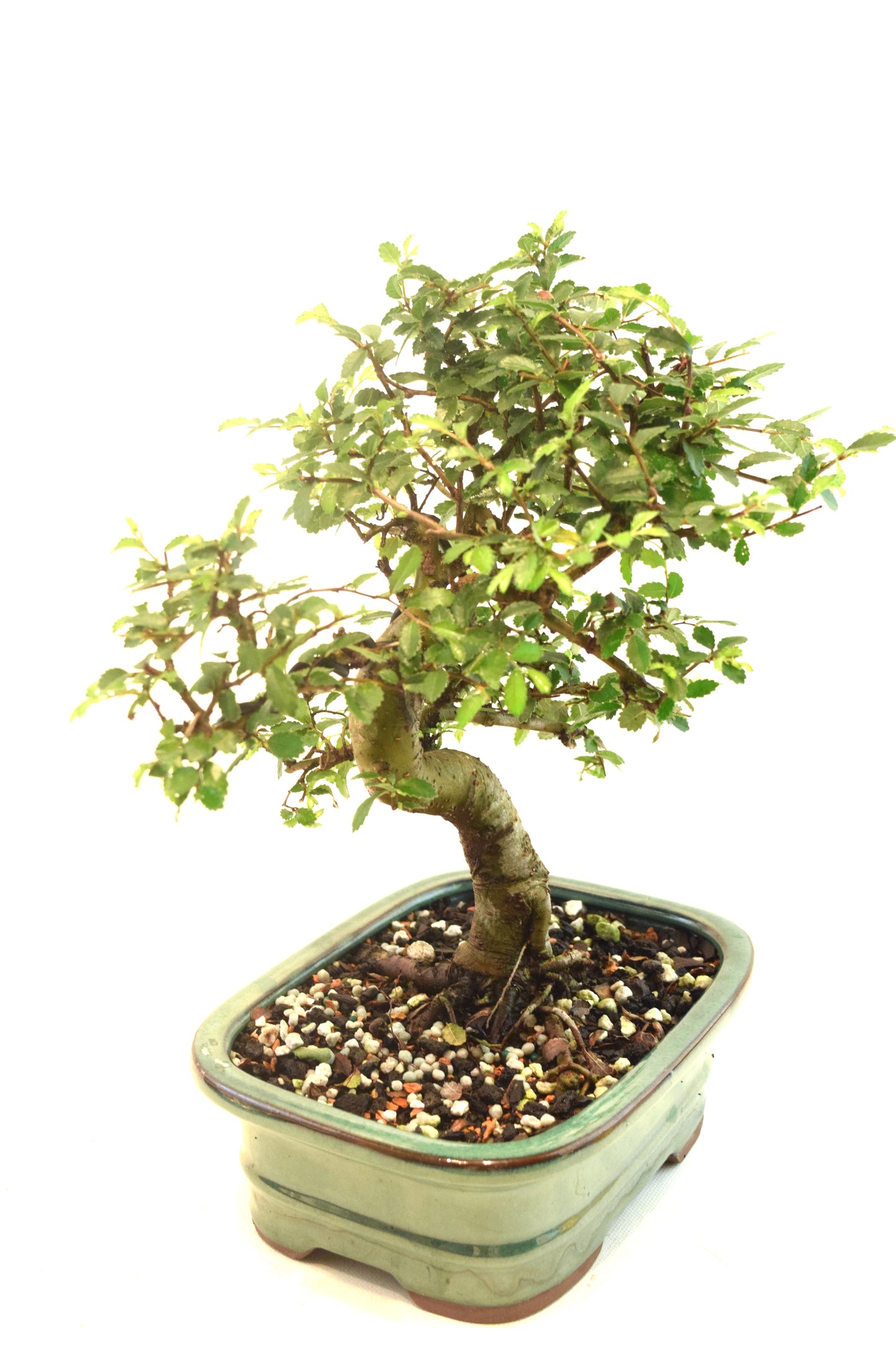 Chinese Elm Bonsai Ceramic 7.5" Pot - One of a Kind Bonsai
