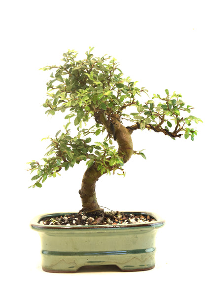 Chinese Elm Bonsai Ceramic 7.5" Pot - One of a Kind Bonsai