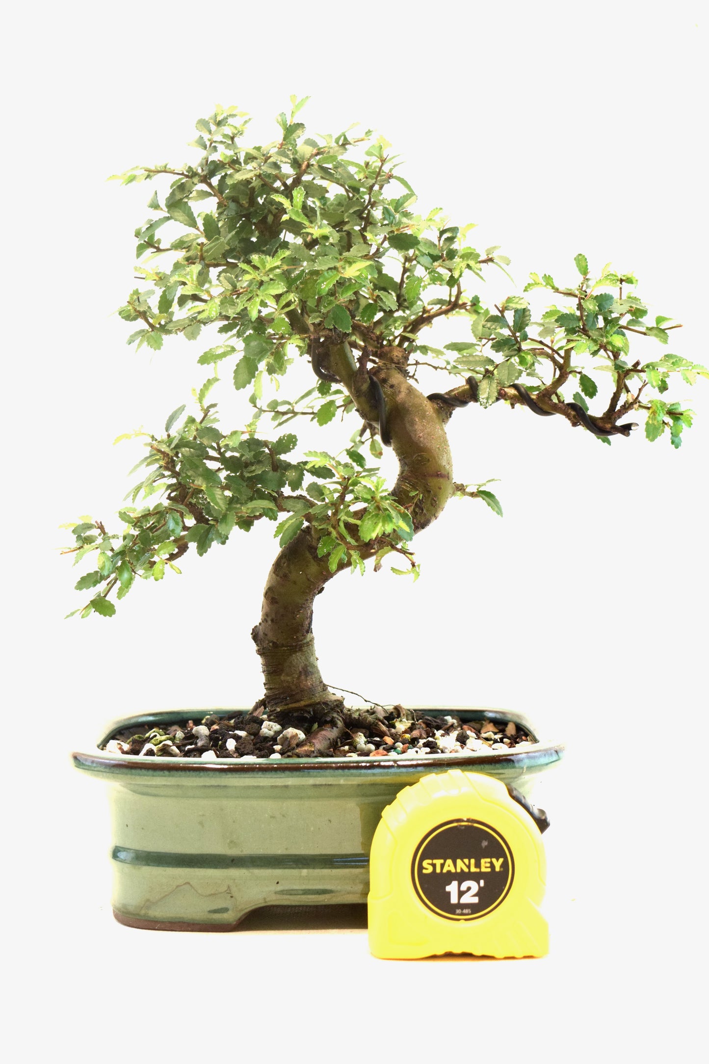 Chinese Elm Bonsai Ceramic 7.5" Pot - One of a Kind Bonsai