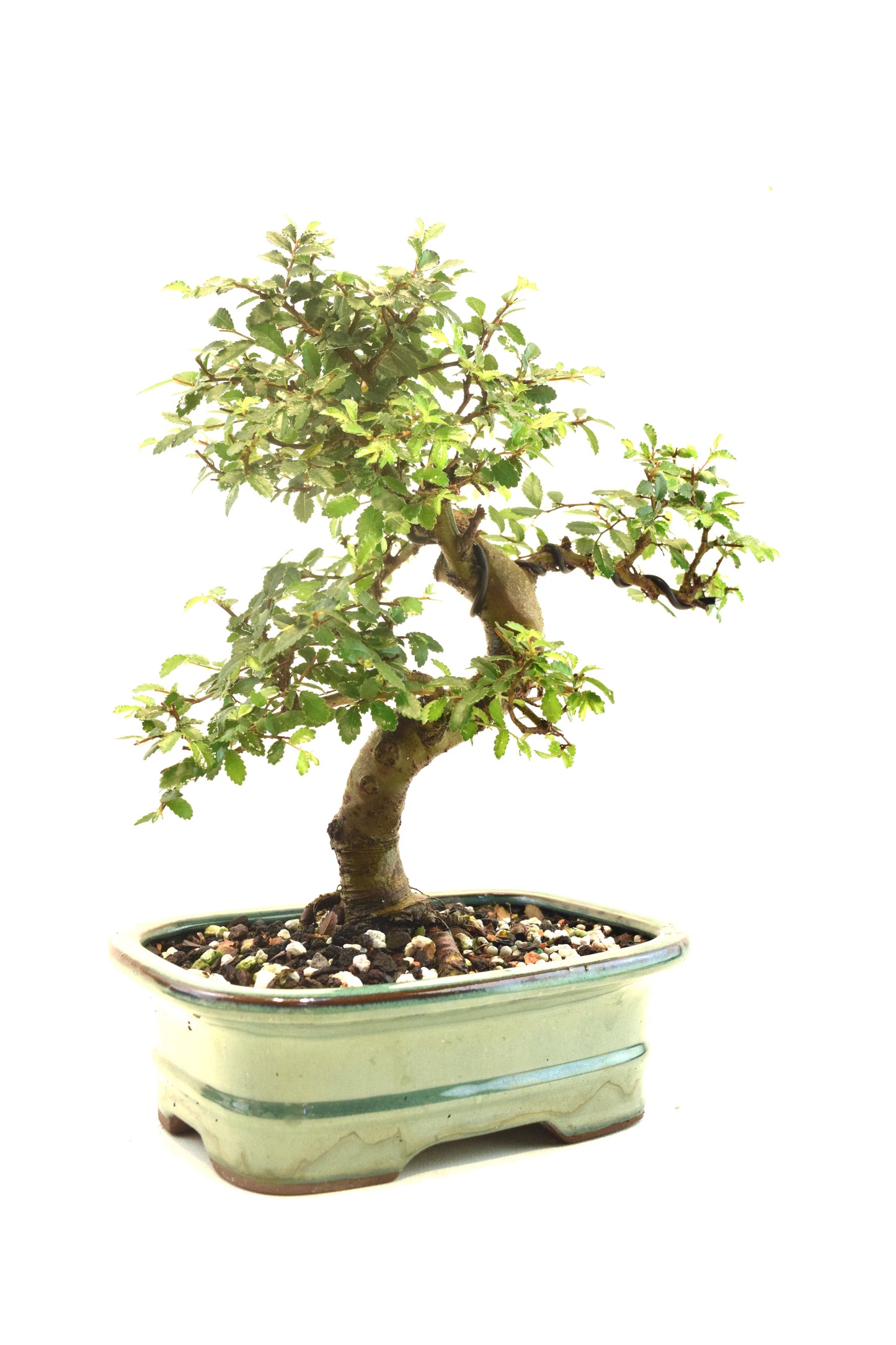Chinese Elm Bonsai Ceramic 7.5" Pot - One of a Kind Bonsai