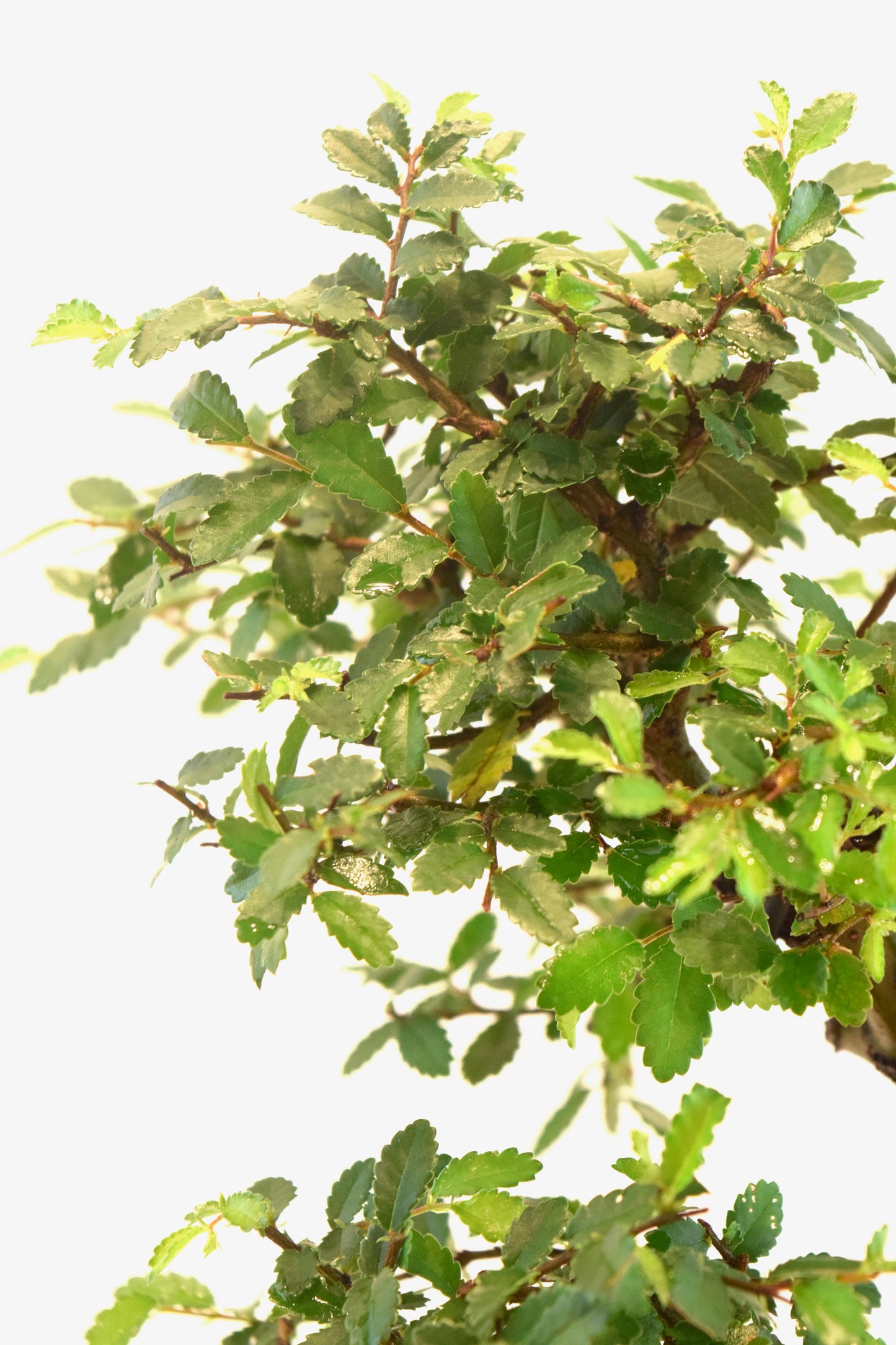 Chinese Elm Bonsai Ceramic 7.5" Pot - One of a Kind Bonsai