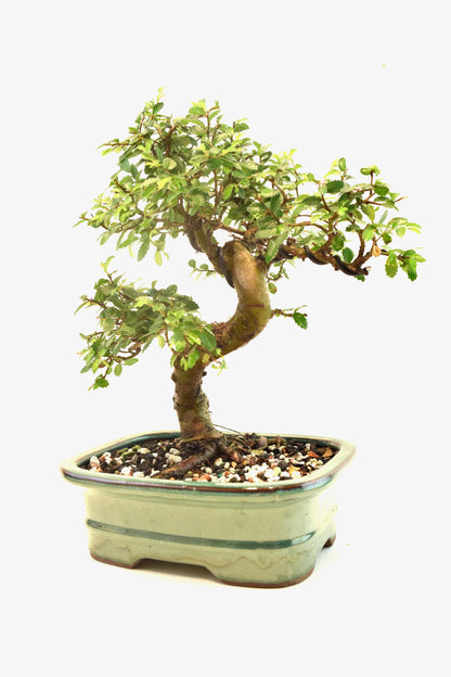 Chinese Elm Bonsai Ceramic 7.5" Pot - One of a Kind Bonsai