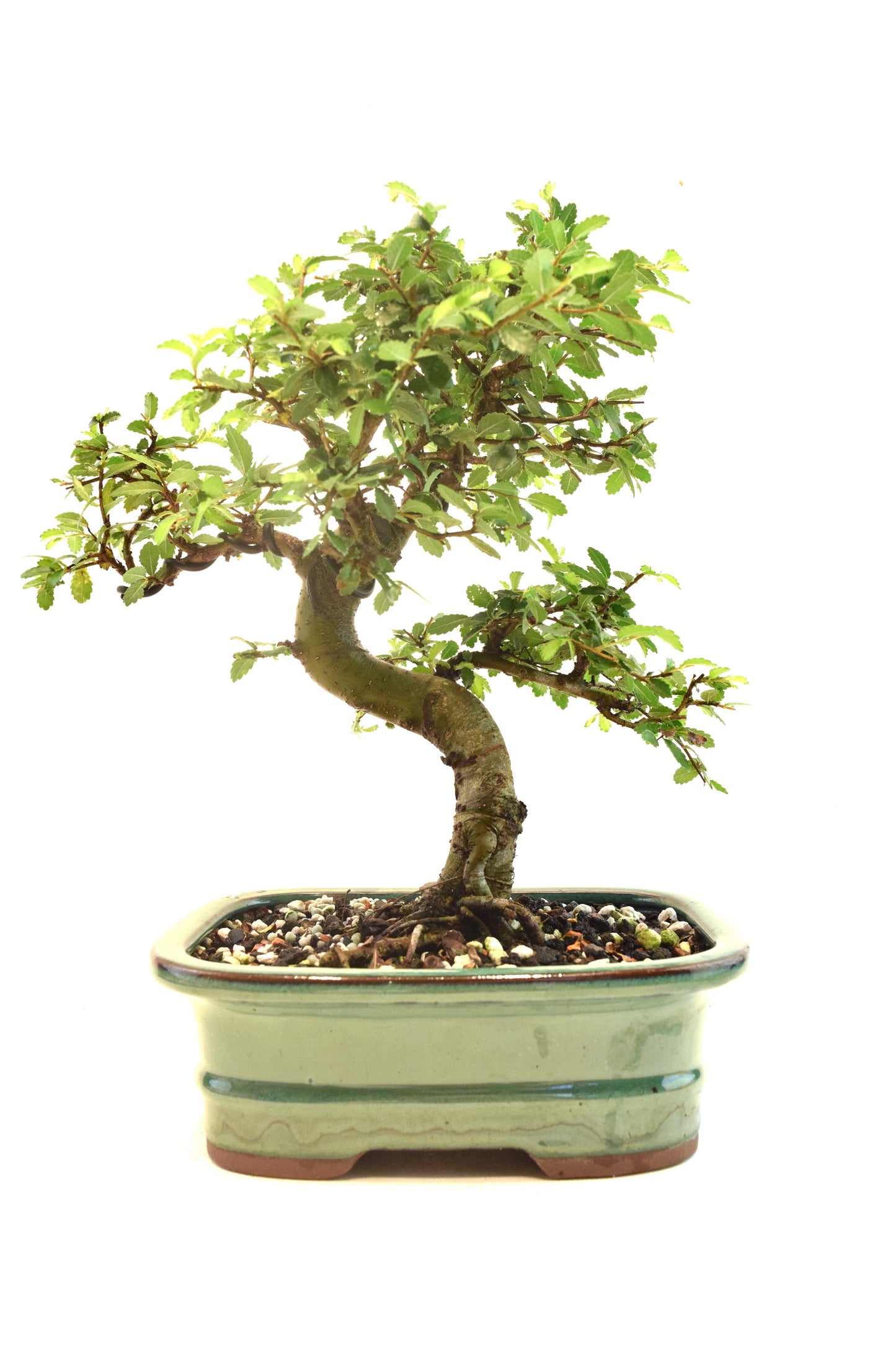Chinese Elm Bonsai Ceramic 7.5" Pot - One of a Kind Bonsai