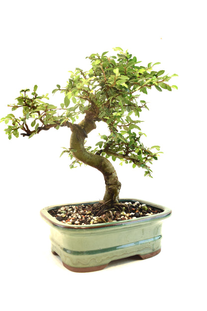Chinese Elm Bonsai Ceramic 7.5" Pot - One of a Kind Bonsai