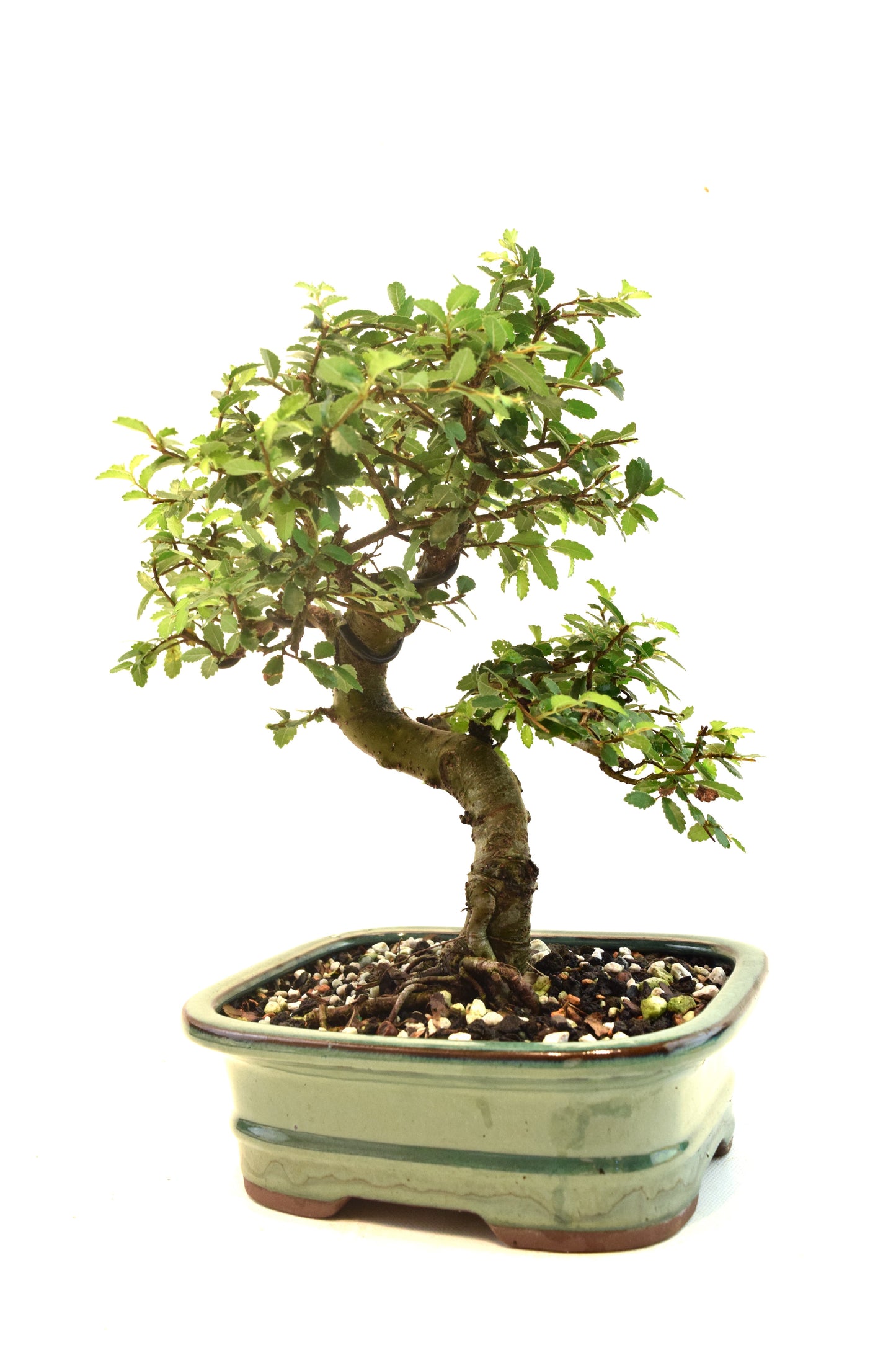 Chinese Elm Bonsai Ceramic 7.5" Pot - One of a Kind Bonsai